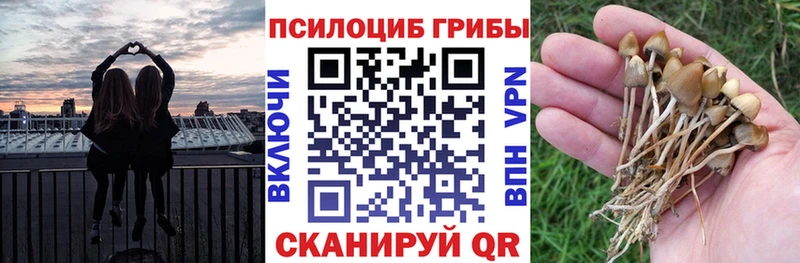 хочу наркоту Нижний Тагил Псилоцибиновые грибы Psilocybe